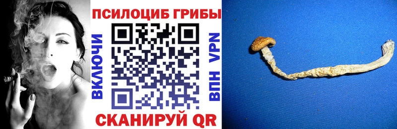 закладка  Александровск  Псилоцибиновые грибы GOLDEN TEACHER 
